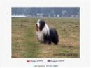 Bearded Collie